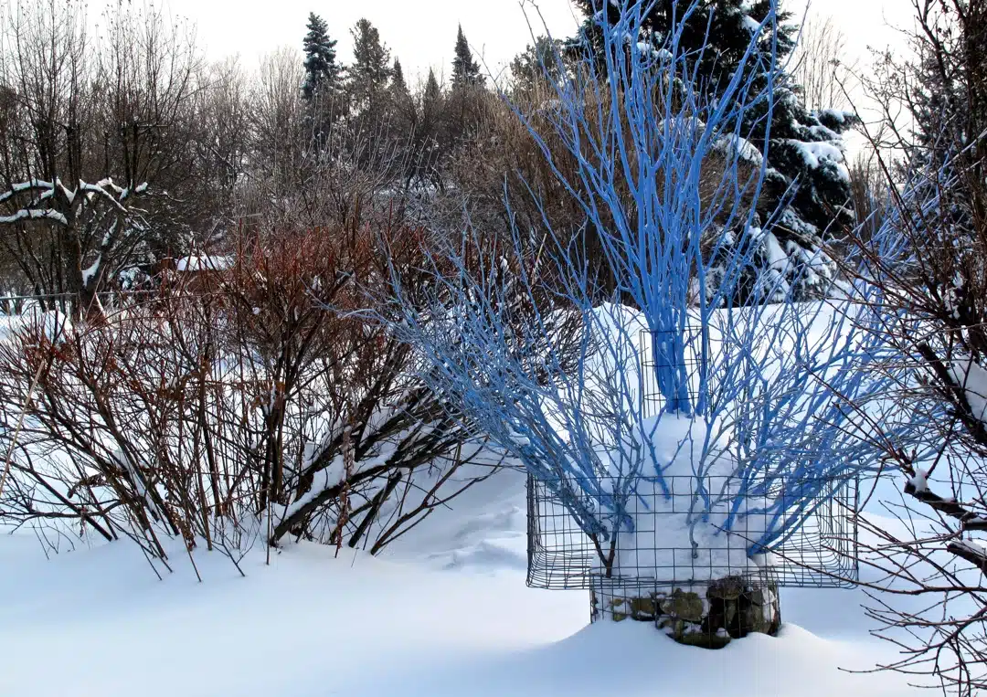 Un arbre décoré en hiver dans un jardin